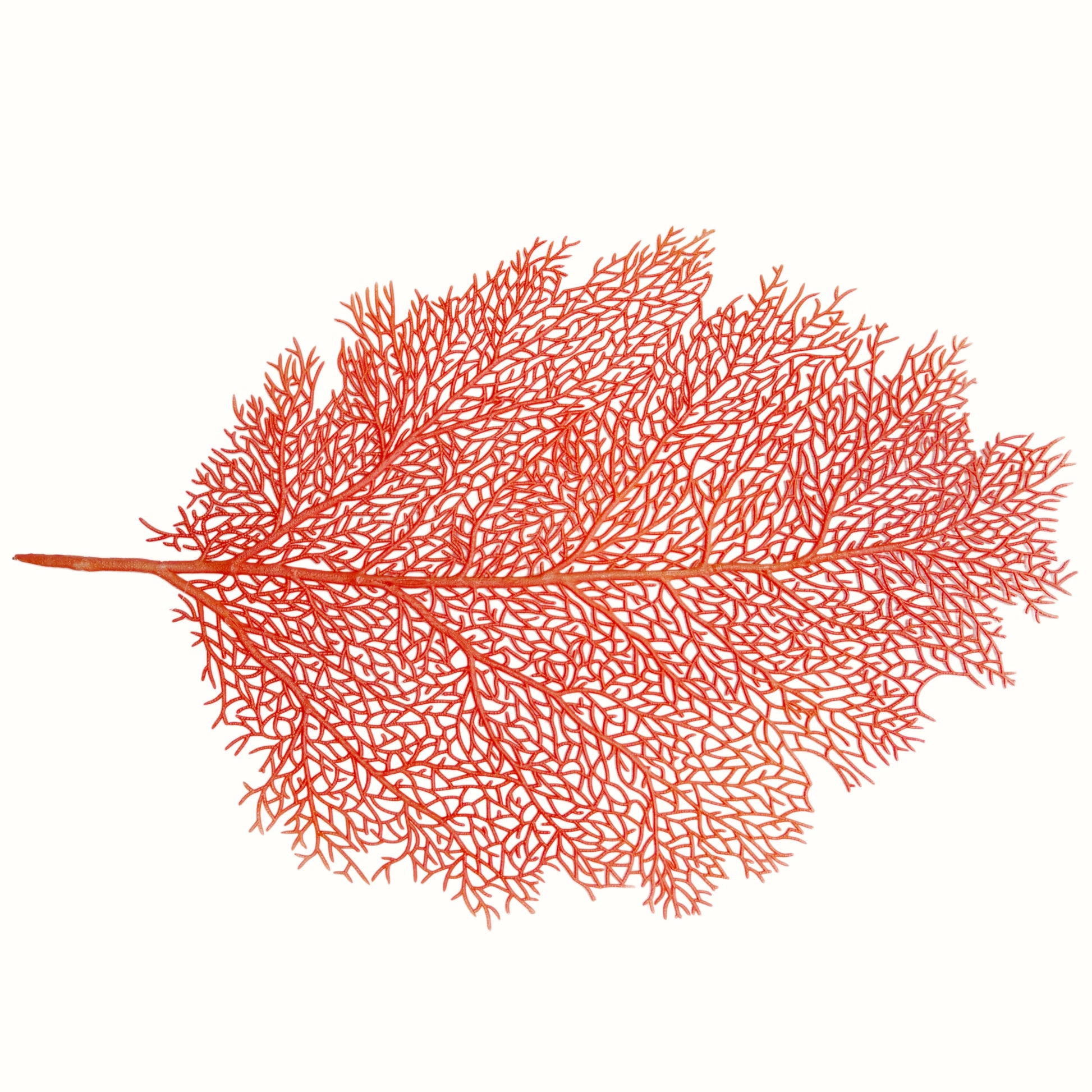 Sottopiatto traforato a forma di corallo marino rosso per mise en place estiva e chic